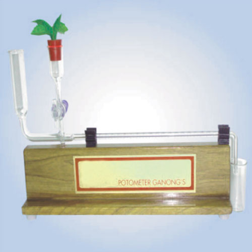 Potometer, Ganong On A Wooden Base